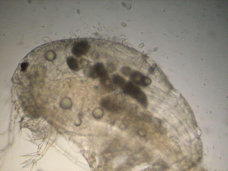 Copepode
