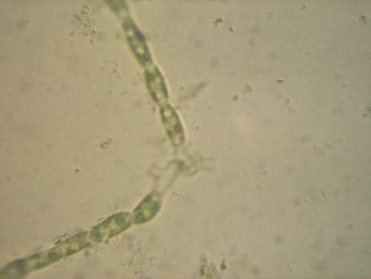 Carrellata di Chlorophyta