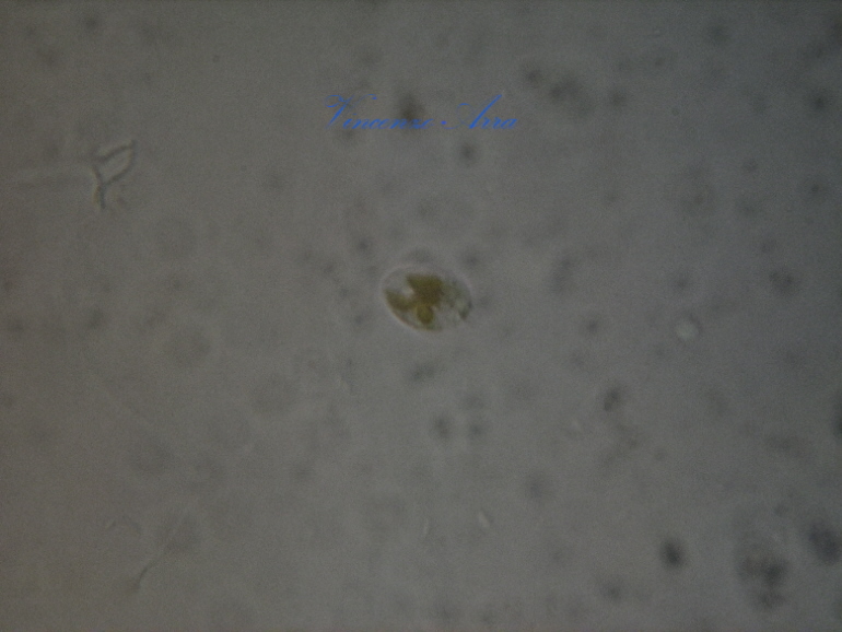 Ciliati