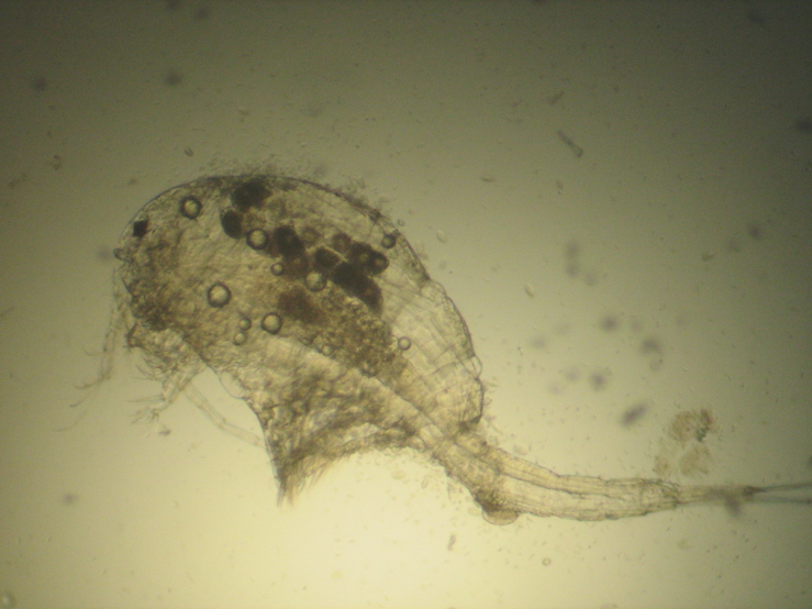 Copepode