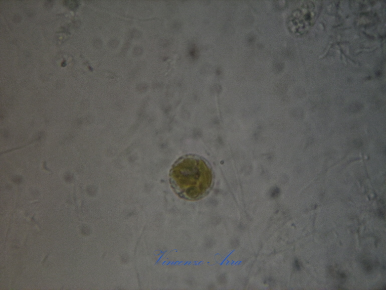 Ciliati