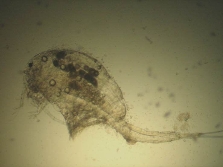 Copepode