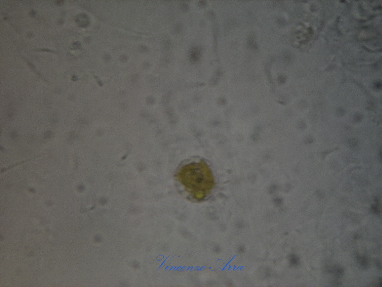Ciliati