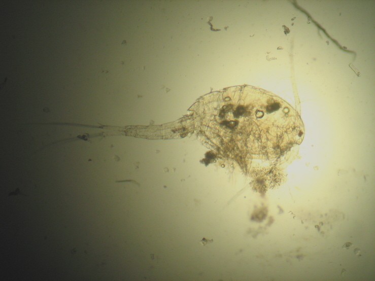 Copepode