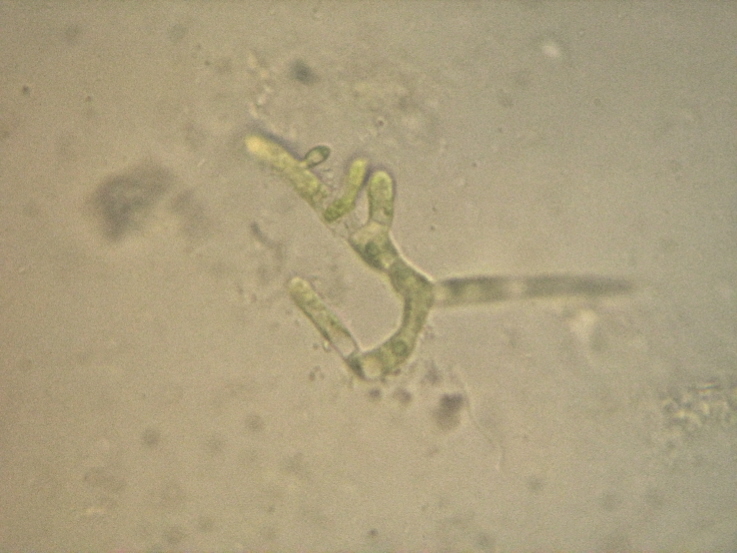 Carrellata di Chlorophyta