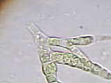 Carrellata di Chlorophyta