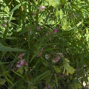 Lathyrus latifolius