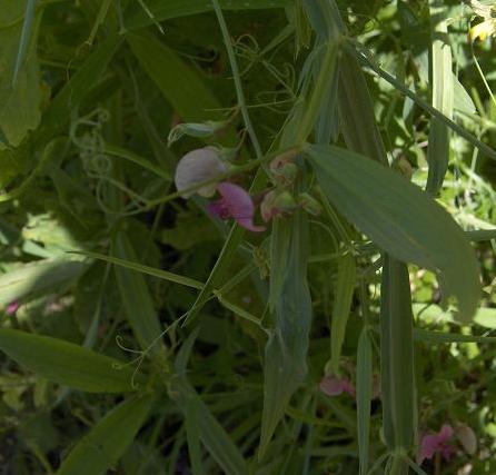 Lathyrus latifolius