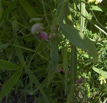 Lathyrus latifolius
