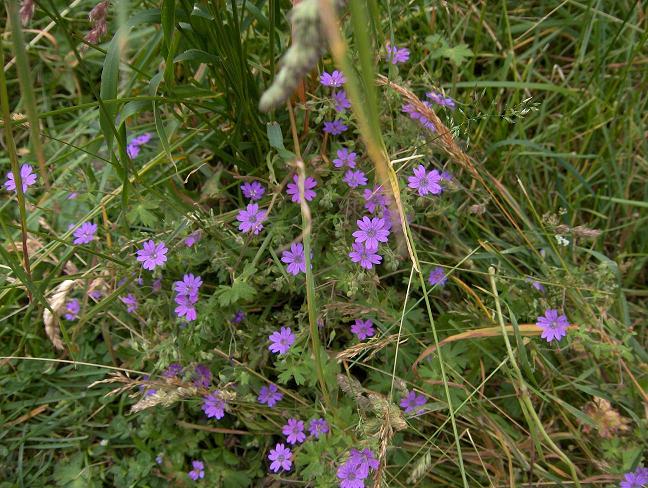 Geranium molle  o Geranium pyrenaicum ?