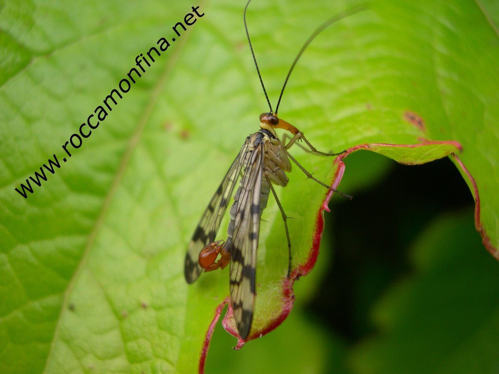 Zanzara-Sciorpione? maschio di Panorpa gr. cognata