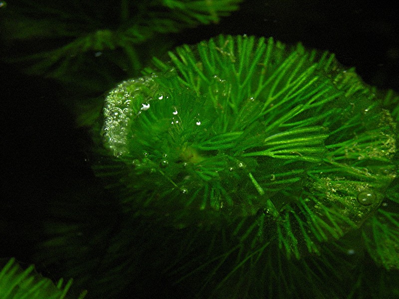 Cianobatteri