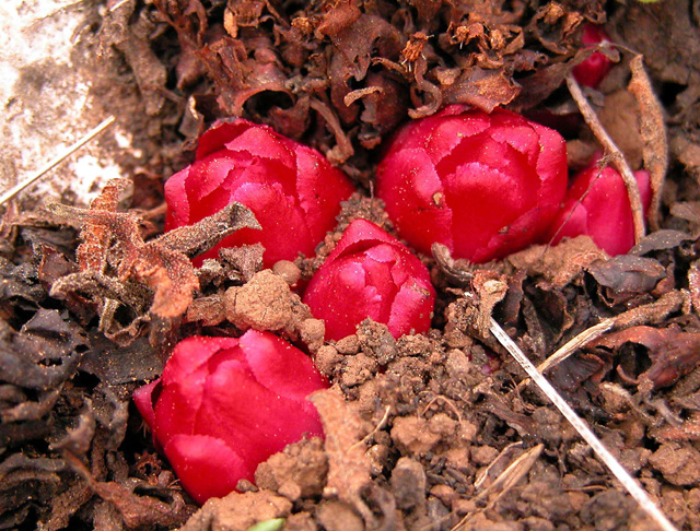 Cytinus ruber
