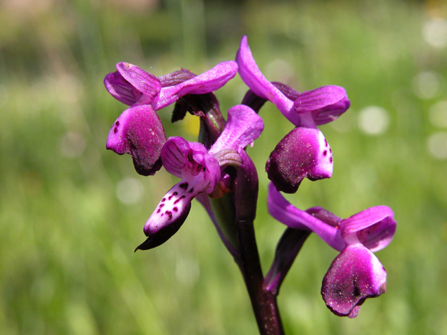 Anacamptis longicornu / Orchide cornuta