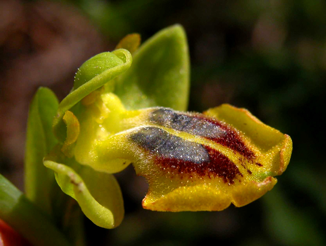 SICILIA - Monte Lauro - Ophrys lutea (lusus)