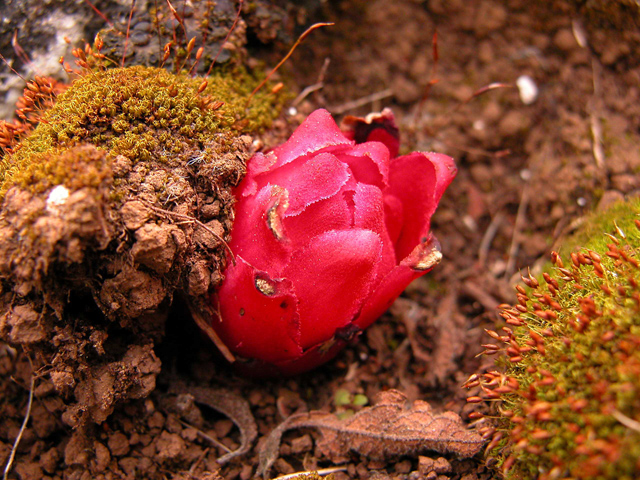 Cytinus ruber