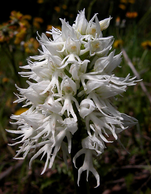 Orchis italica ...bianca e rossa