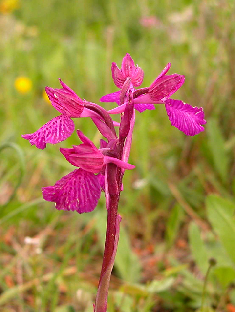 Orchis papilionacea  x   Orchis longicornu ...?
