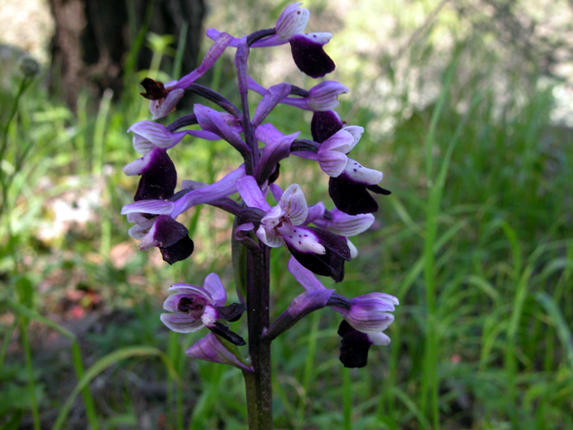 Anacamptis longicornu / Orchide cornuta