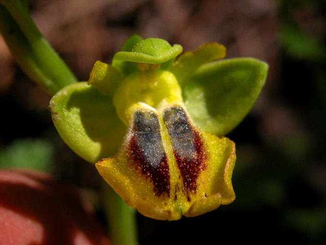 SICILIA - Monte Lauro - Ophrys lutea (lusus)