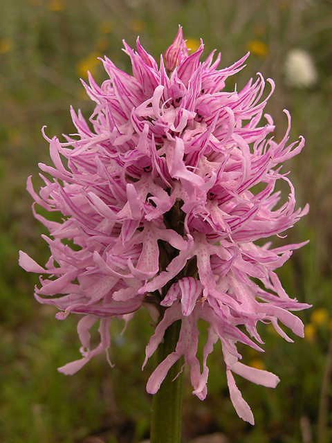 Orchis italica ...bianca e rossa