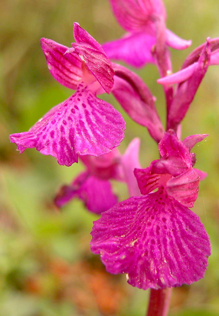 Orchis papilionacea  x   Orchis longicornu ...?