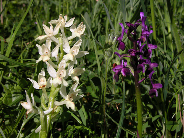 Anacamptis longicornu / Orchide cornuta