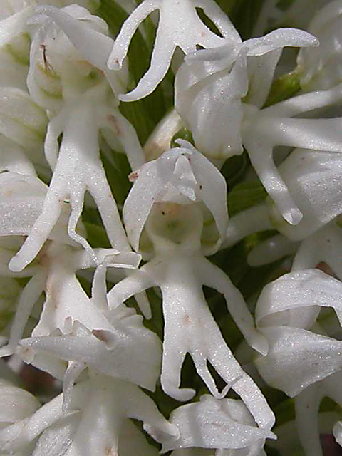 Orchis italica ...bianca e rossa