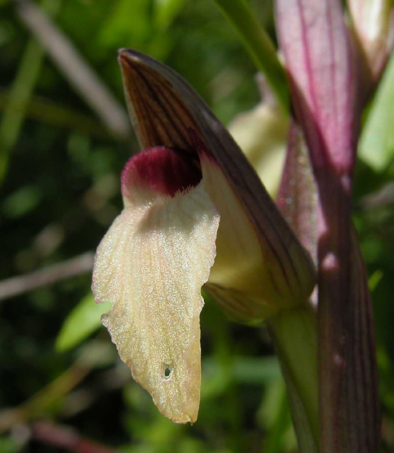 SICILIA - Monte Lauro - Serapias lingua