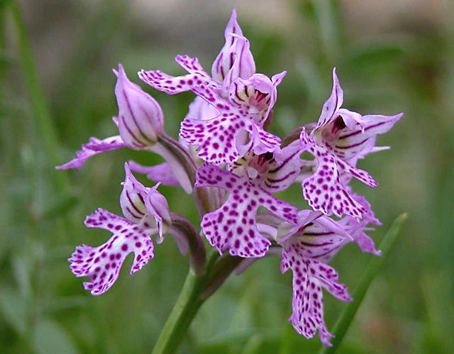 Orchis tridentata