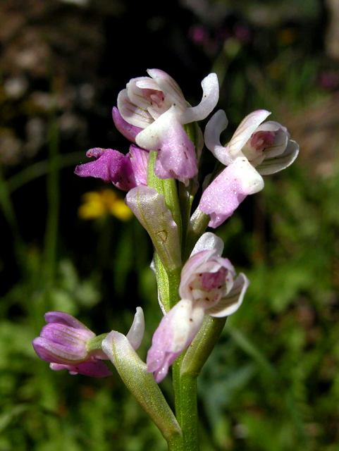 Anacamptis longicornu / Orchide cornuta