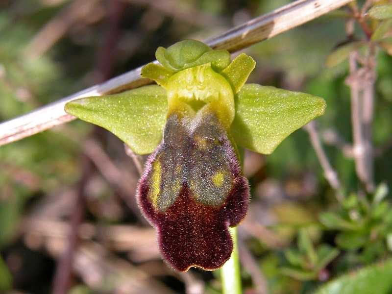 Ophrys fusca s.l. e Barlia robertiana...Ofridi a S. Andrea