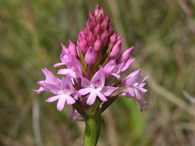 Anacampitis Piramidalis