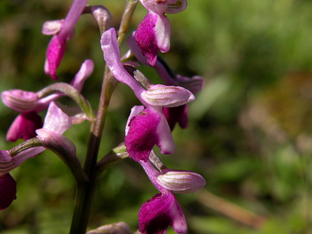 Anacamptis longicornu / Orchide cornuta