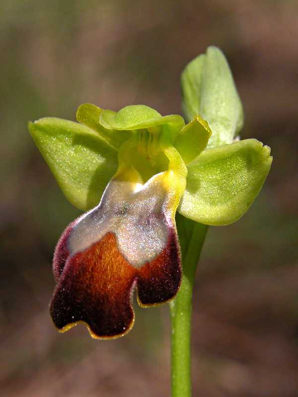 Ophrys fusca s.l. e Barlia robertiana...Ofridi a S. Andrea