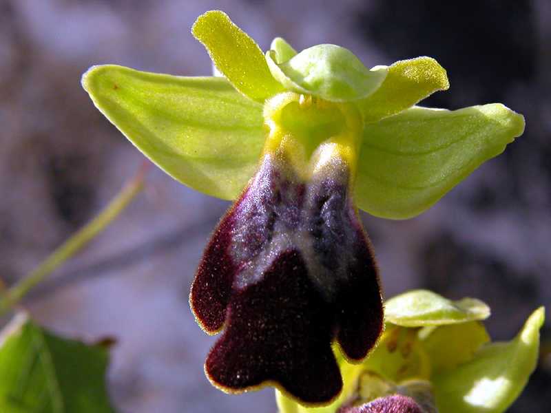 Ophrys fusca s.l. e Barlia robertiana...Ofridi a S. Andrea