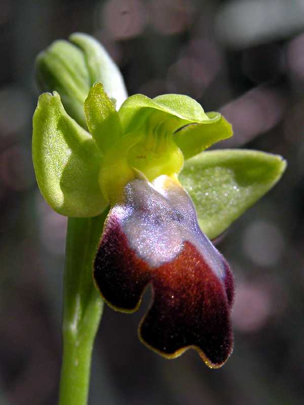 Ophrys fusca s.l. e Barlia robertiana...Ofridi a S. Andrea