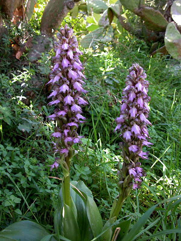 Barlie e O.Fusca (Sicilia orientale)