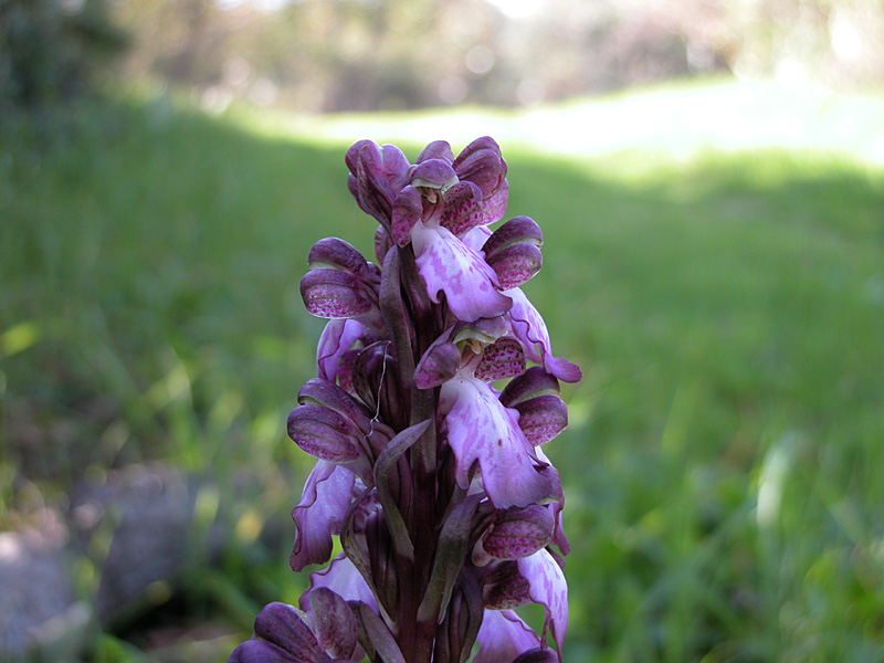 Barlie e O.Fusca (Sicilia orientale)