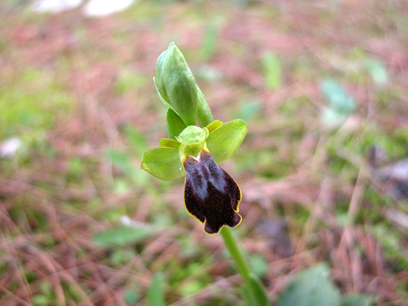 Barlie e O.Fusca (Sicilia orientale)