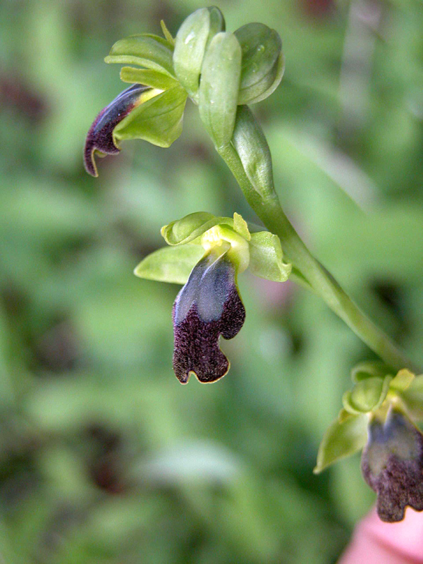 Barlie e O.Fusca (Sicilia orientale)