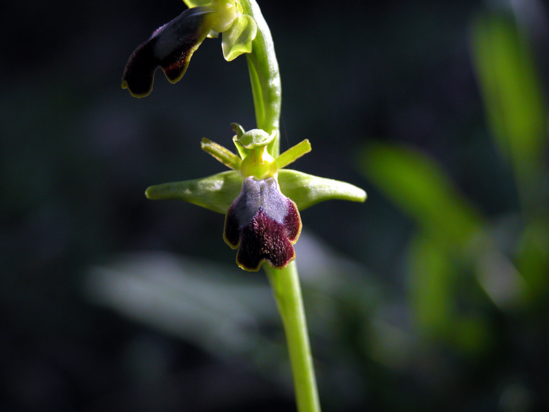 Barlie e O.Fusca (Sicilia orientale)