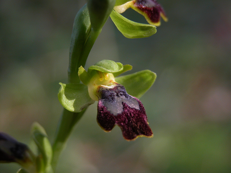 Barlie e O.Fusca (Sicilia orientale)