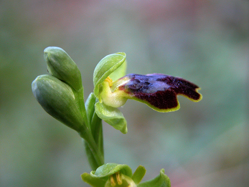 Barlie e O.Fusca (Sicilia orientale)