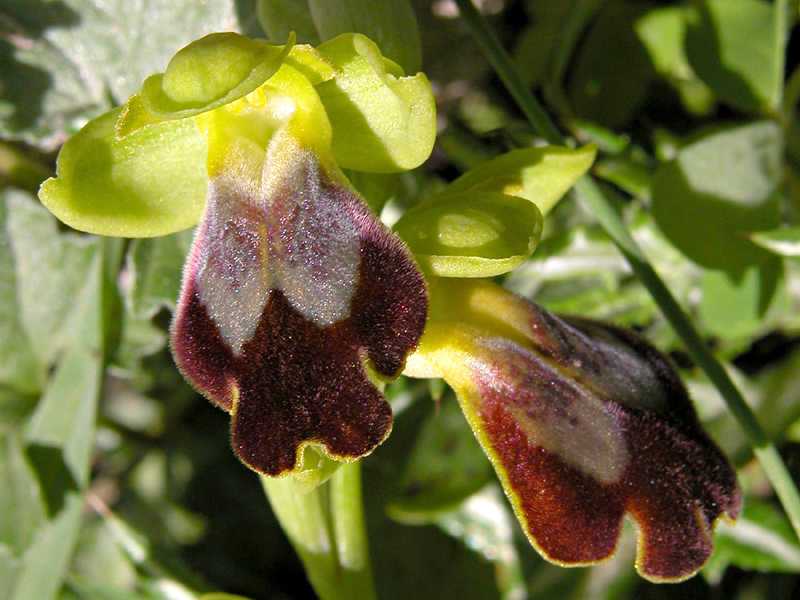 Ophrys fusca s.l. e Barlia robertiana...Ofridi a S. Andrea