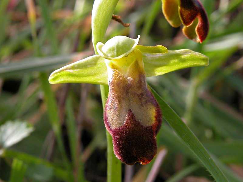 Ophrys fusca s.l. e Barlia robertiana...Ofridi a S. Andrea