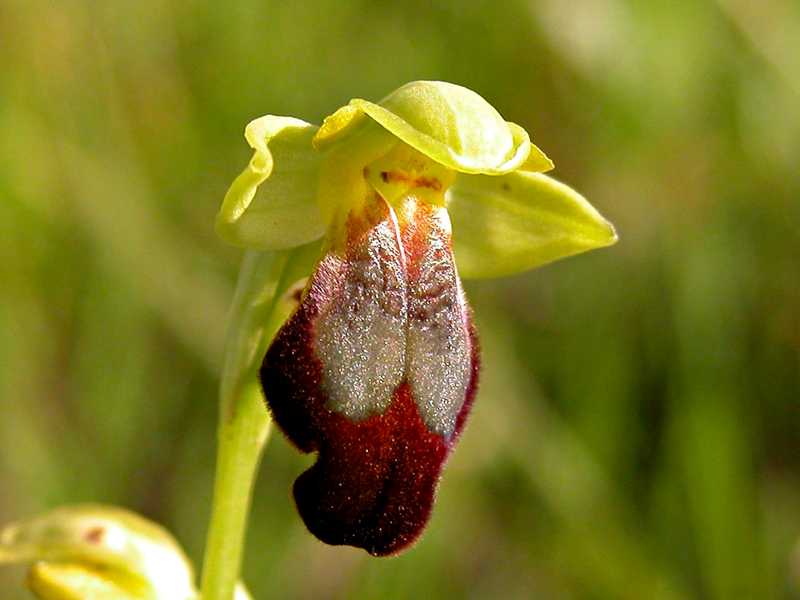 Ophrys fusca s.l. e Barlia robertiana...Ofridi a S. Andrea