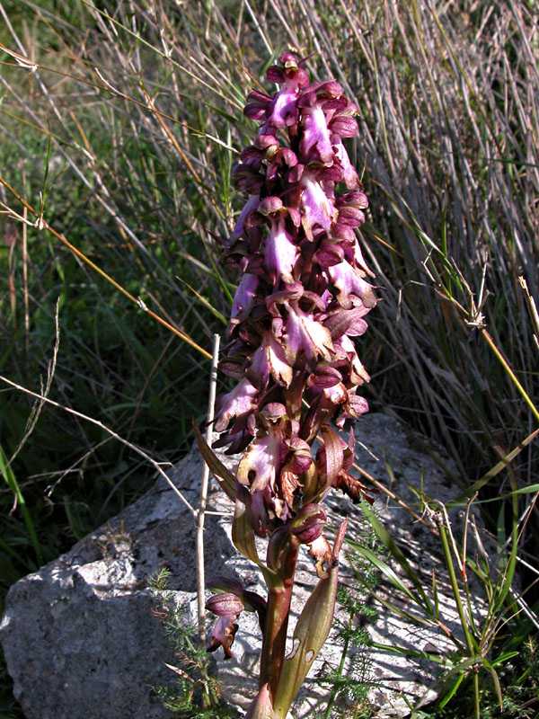 Ophrys fusca s.l. e Barlia robertiana...Ofridi a S. Andrea
