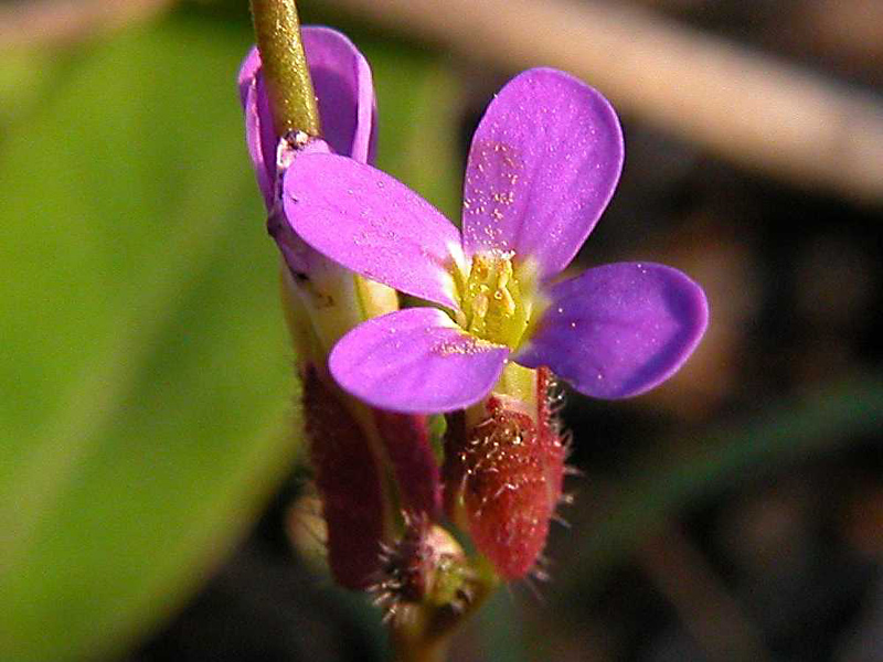Microfiori da determinare.