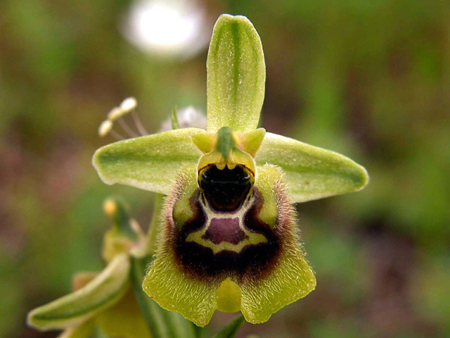 Ophrys biancae
